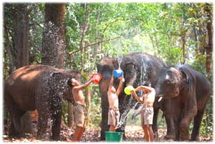farmers-elephant-asian-cult