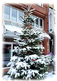 1-Weihn.baum-draussen 1-Weihn.baum-draussen